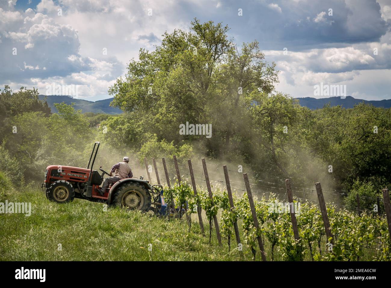 Homme sur tracteur travaillant le vignoble au printemps, Toscane, Italie. Banque D'Images