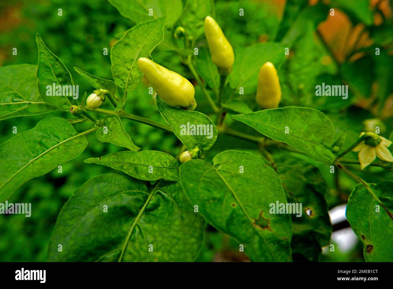 Chili vert biologique avec quelques bourgeons qui poussent dans le jardin Banque D'Images