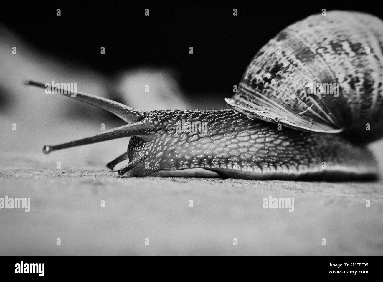 Gros plan noir et blanc d'un escargot de jardin commun Banque D'Images