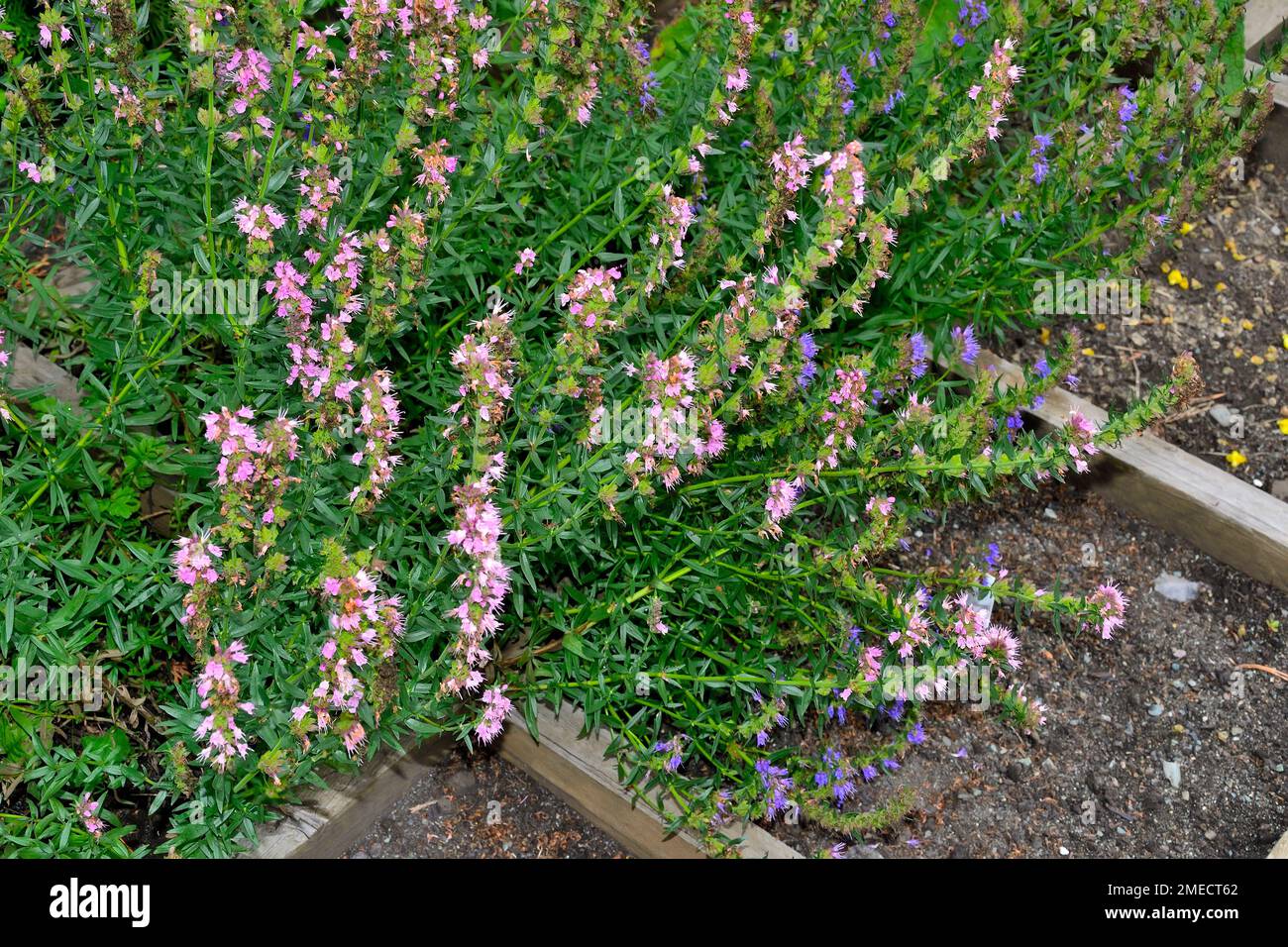 Fleurs bleues et roses d'hyssop ou d'hyssopus officinalis - belle plante robuste dans le jardin d'été. Hyssop est une herbe médicinale, condiment aromatique, bon h. Banque D'Images