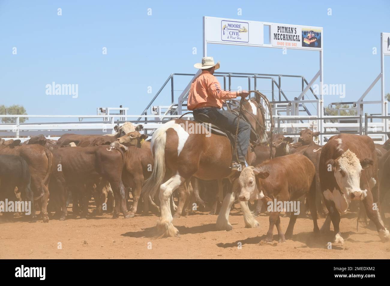 Un cowboy a l'intention de voler une vache pour être marqué Banque D'Images