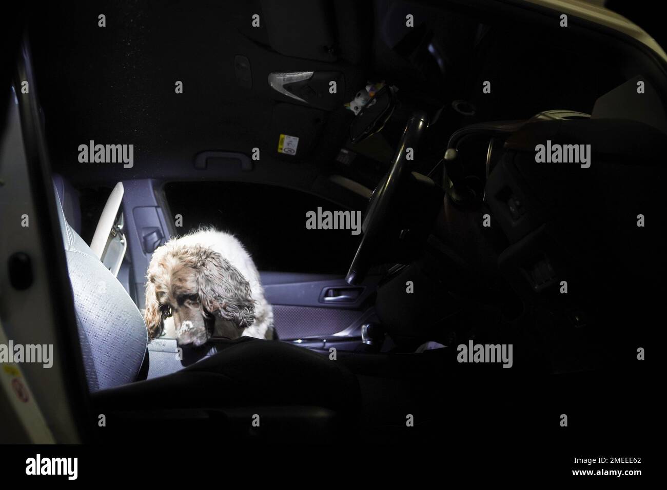 Reg le chien sniffer de la police métropolitaine cherche une voiture près de Wembley, dans le nord-ouest de Londres, dans le cadre de l'opération Pandilla, une opération combinée impliquant sept forces de police travaillant ensemble pour s'attaquer à l'approvisionnement en drogue et à la criminalité associée. L'opération de trois jours utilise la reconnaissance automatique de la place du numéro (ANPR) et d'autres formes de renseignement pour cibler le véhicule lié à la violence et aux crimes de drogue Date de la photo: Jeudi 19 janvier 2023. Banque D'Images