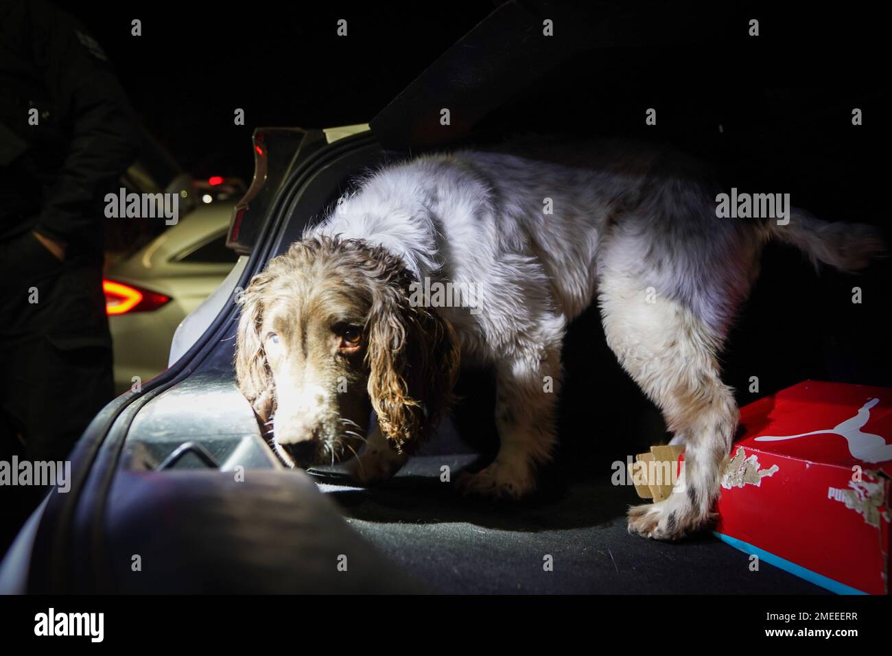 Reg le chien sniffer de la police métropolitaine cherche une voiture près de Wembley, dans le nord-ouest de Londres, dans le cadre de l'opération Pandilla, une opération combinée impliquant sept forces de police travaillant ensemble pour s'attaquer à l'approvisionnement en drogue et à la criminalité associée. L'opération de trois jours utilise la reconnaissance automatique de la place du numéro (ANPR) et d'autres formes de renseignement pour cibler le véhicule lié à la violence et aux crimes de drogue Date de la photo: Jeudi 19 janvier 2023. Banque D'Images