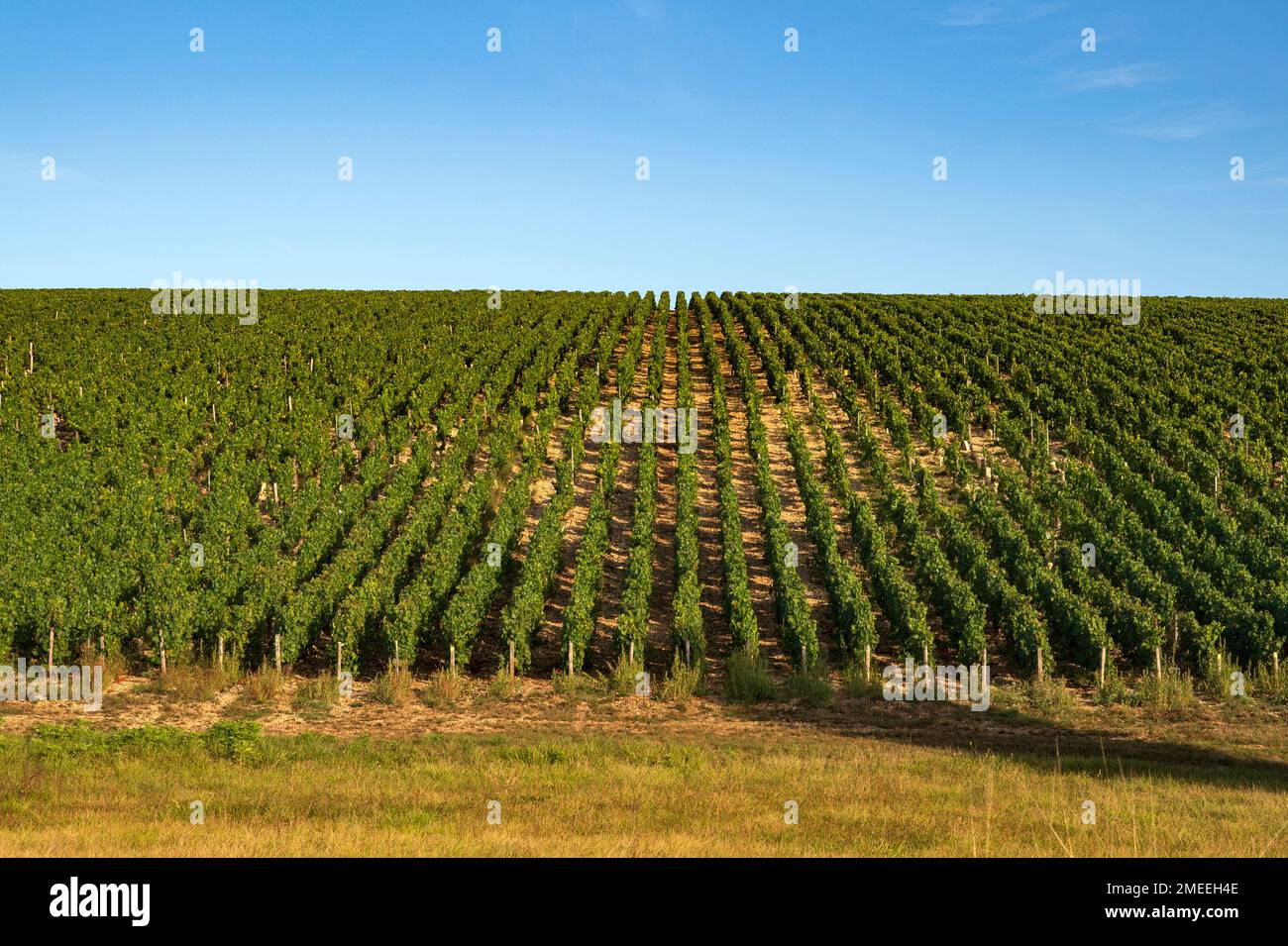 Les vignobles AOC de Chablis à la fin de l'été, Bourgogne, France Banque D'Images