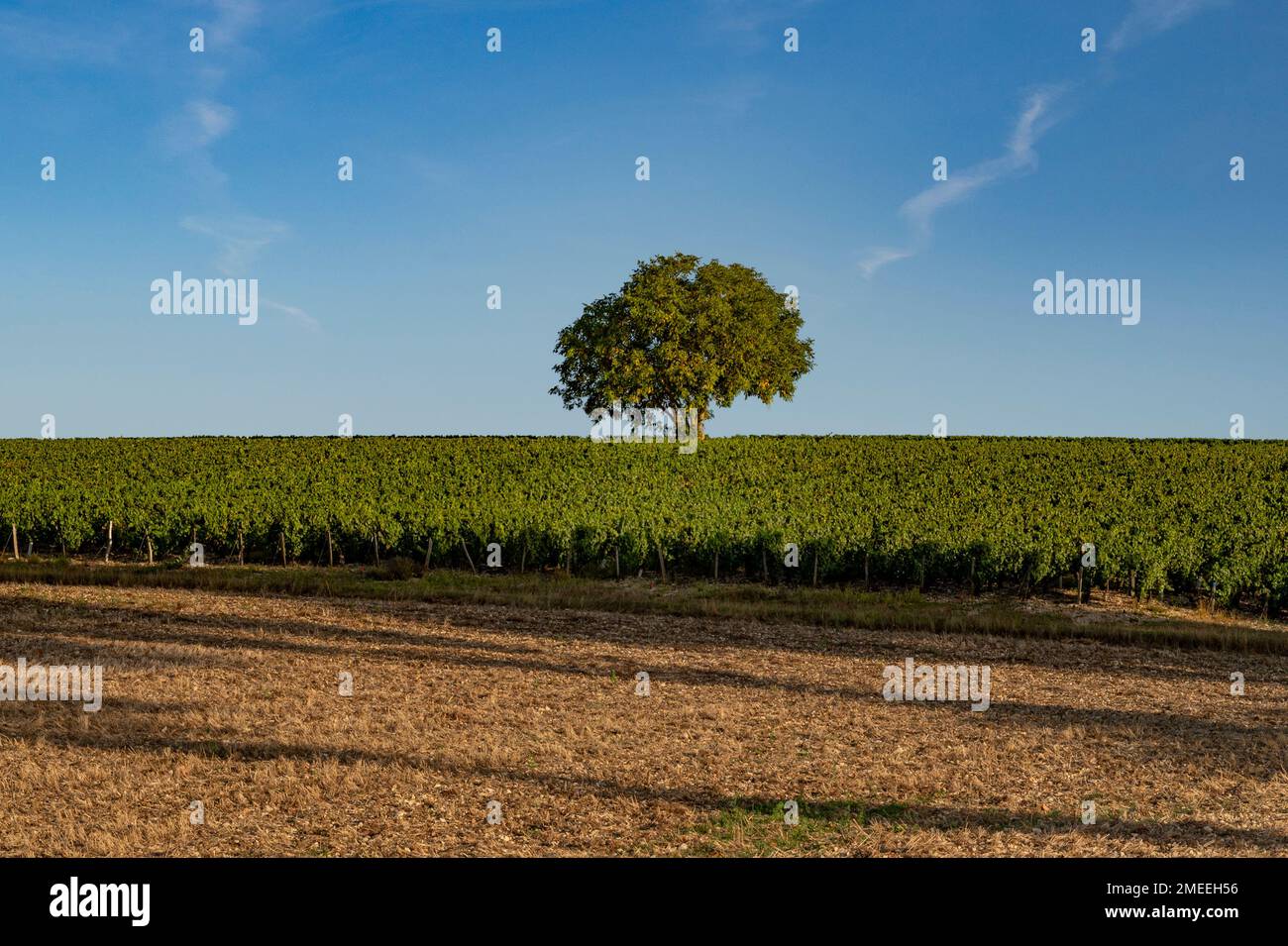 Les vignobles AOC de Chablis à la fin de l'été, Bourgogne, France Banque D'Images