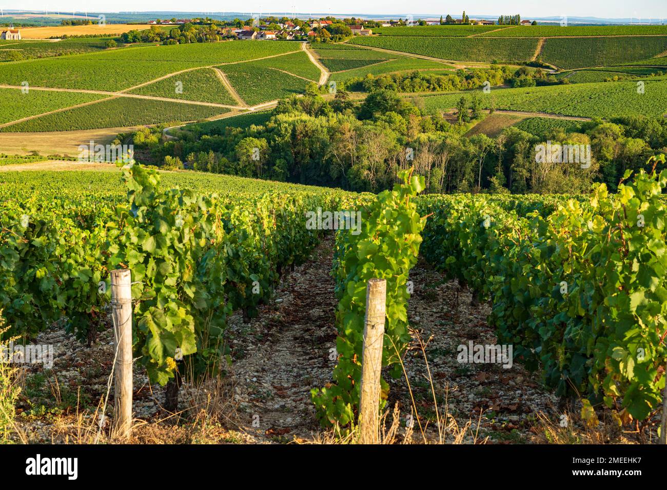Les vignobles AOC de Chablis à la fin de l'été, Bourgogne, France Banque D'Images