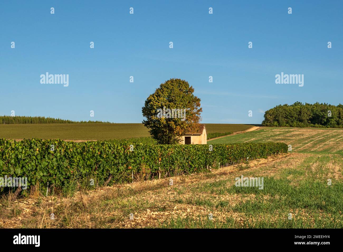 Les vignobles AOC de Chablis à la fin de l'été, Bourgogne, France Banque D'Images