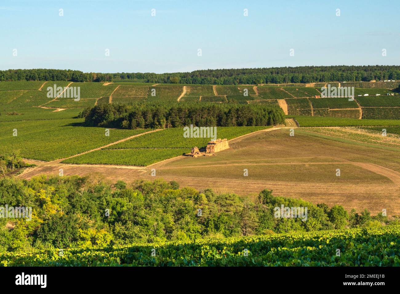 Les vignobles AOP de Chablis en fin d'été, Bourgogne, France Banque D'Images