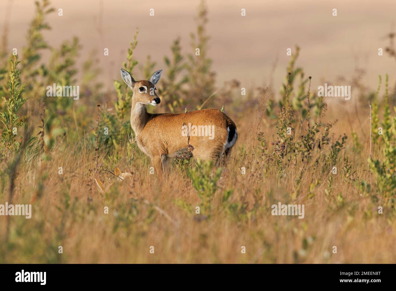 Cerf Pampa, Serra da Canastra, MG, Brésil, août 2022 Banque D'Images