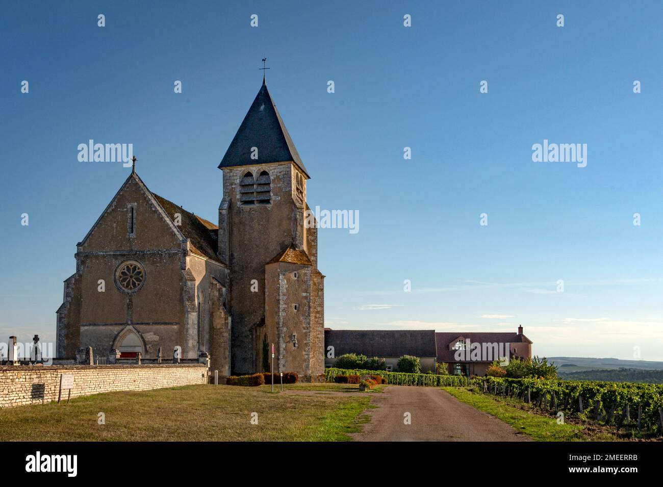 Les vignobles AOC de Chablis à la fin de l'été, Bourgogne, France Banque D'Images