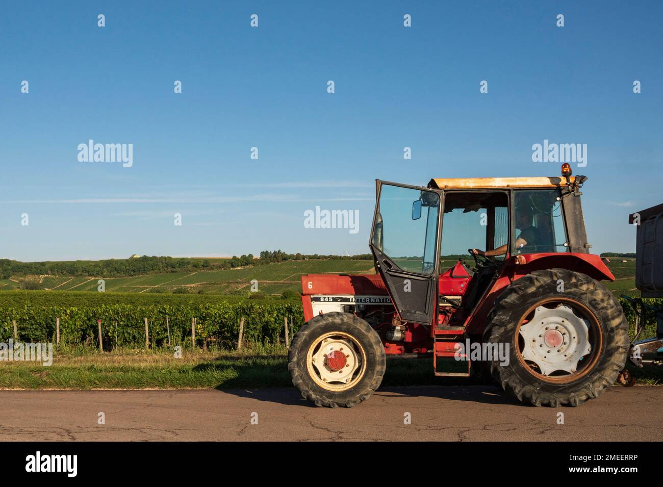 Les vignobles AOC de Chablis à la fin de l'été, Bourgogne, France Banque D'Images
