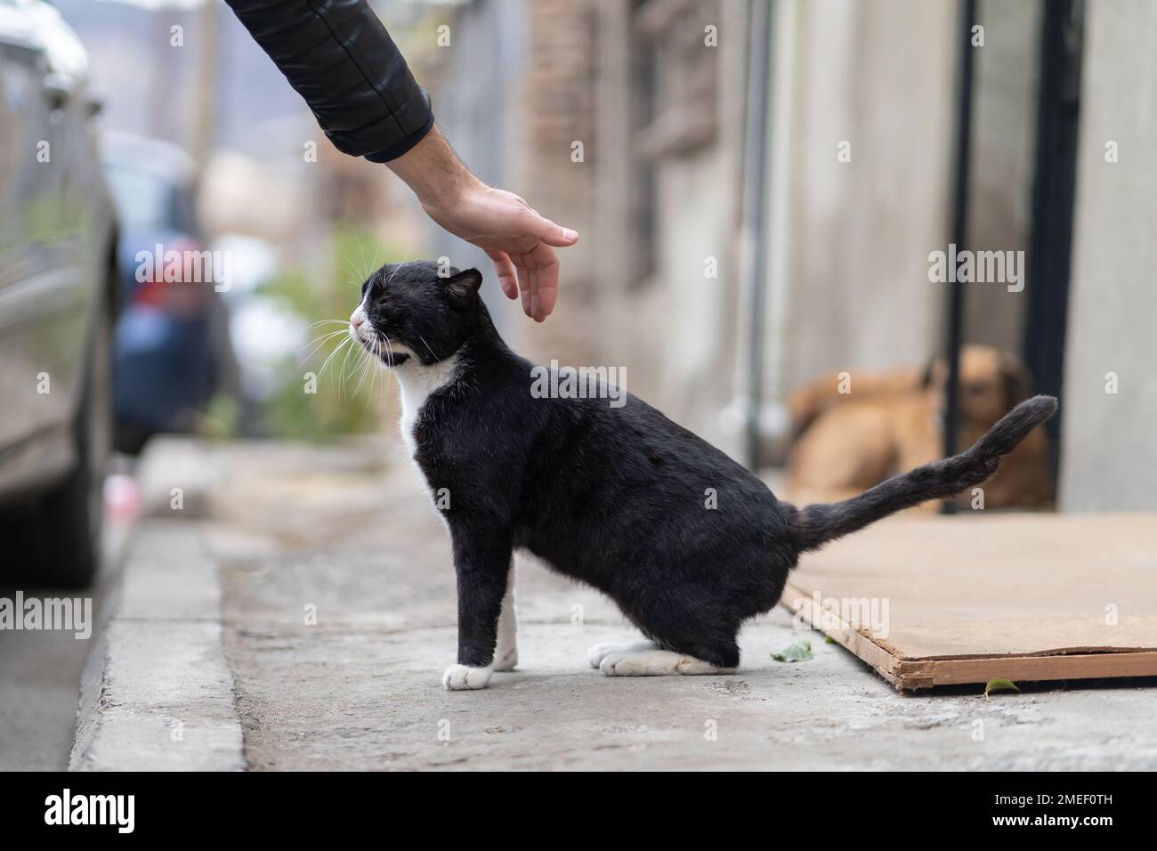 La main humaine petting amical chat noir ery vivant dans la rue, animal sans abri Banque D'Images