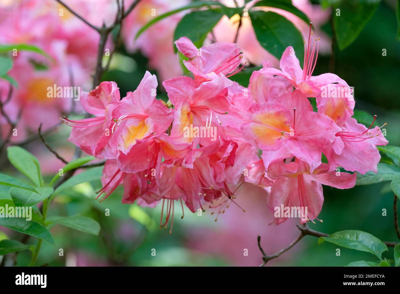 Rhododendron Pucella, Pucella azalea, Fanny azalea, arbuste à feuilles caduques, Gand hybride avec des fleurs rose pâle et violacé avec une tache orange Banque D'Images