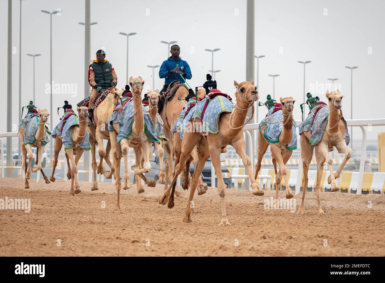 Circuit de course de chameau Shehania Doha Qatar. Culture arabe traditionnelle du Qatar Banque D'Images