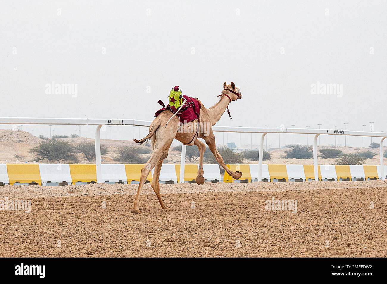 Circuit de course de chameau Shehania Doha Qatar. Culture arabe traditionnelle du Qatar Banque D'Images