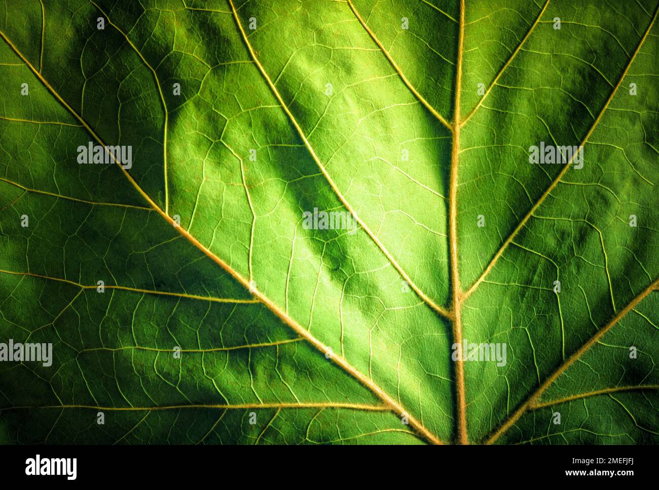 Détail rapproché des nervures d'une feuille d'érable verte Banque D'Images