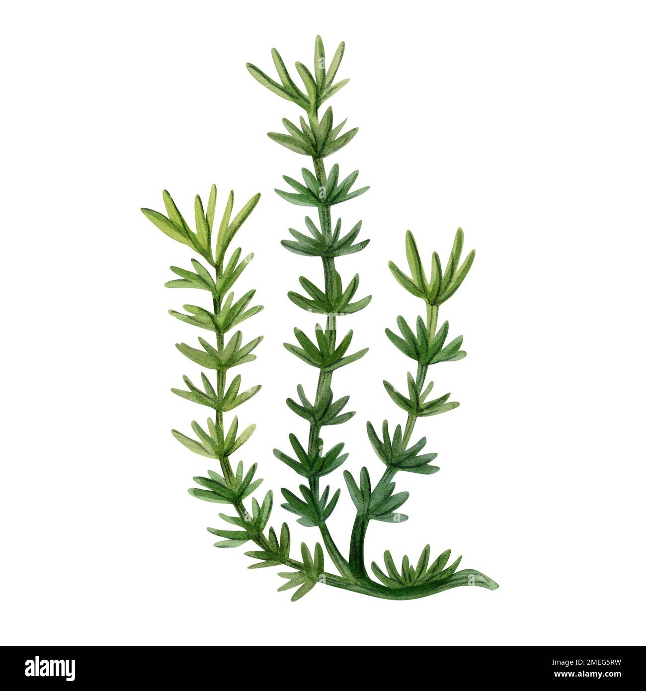 Horsetail à l'aquarelle de l'equisetum. Plante ancienne dessinée à la main, herbes médicinales, herbe verte de forêt isolée sur fond blanc Banque D'Images