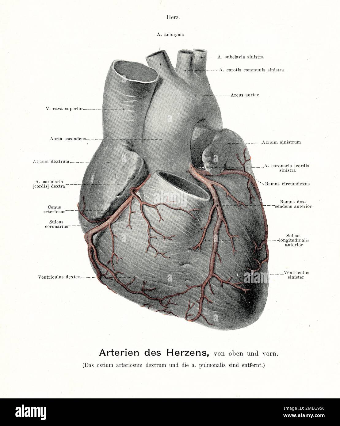 Illustration ancienne de l'anatomie des artères du coeur, avec des descriptions anatomiques allemandes Banque D'Images