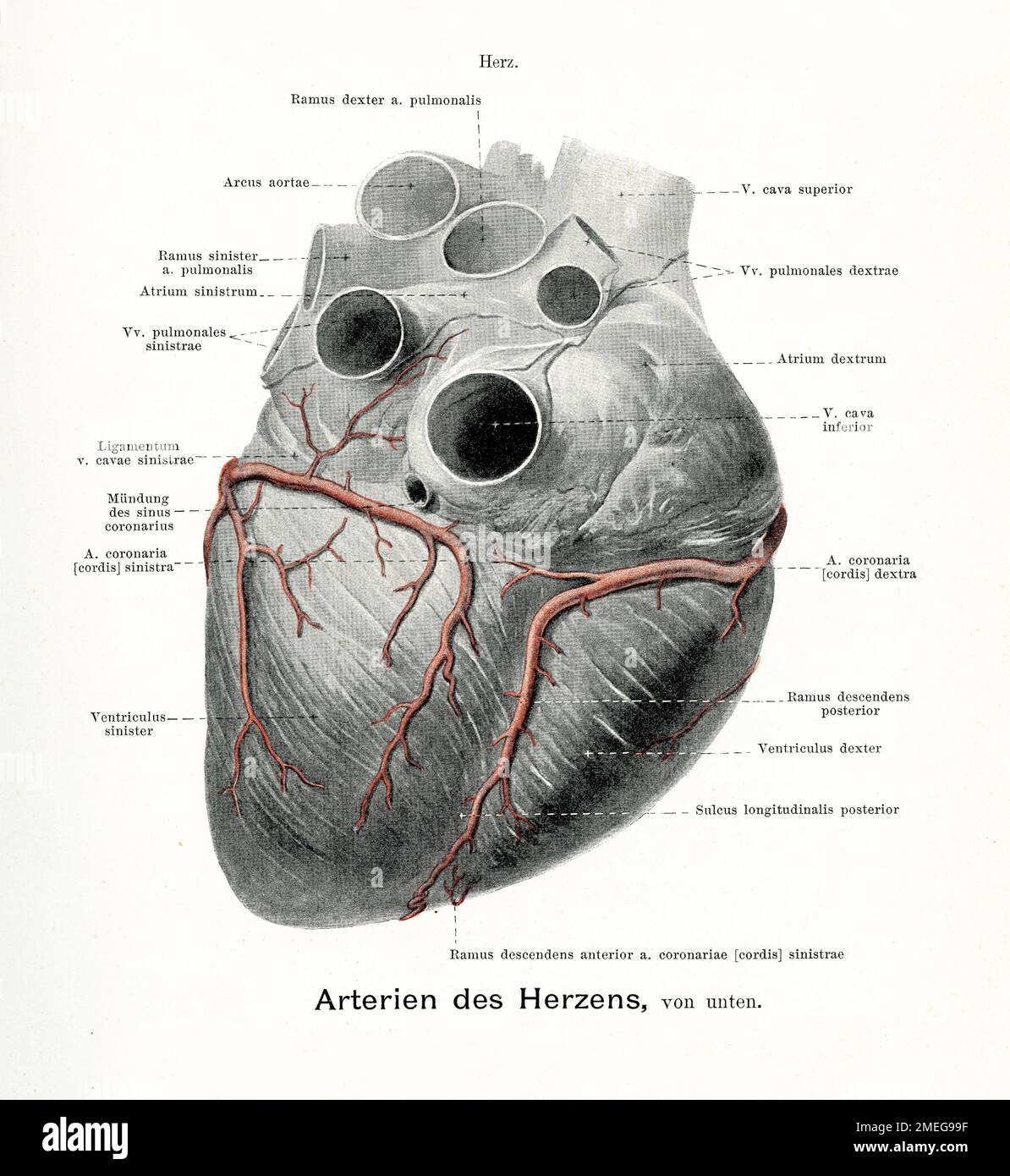 Illustration ancienne de l'anatomie des artères du cœur, vue postérieure avec descriptions anatomiques allemandes Banque D'Images