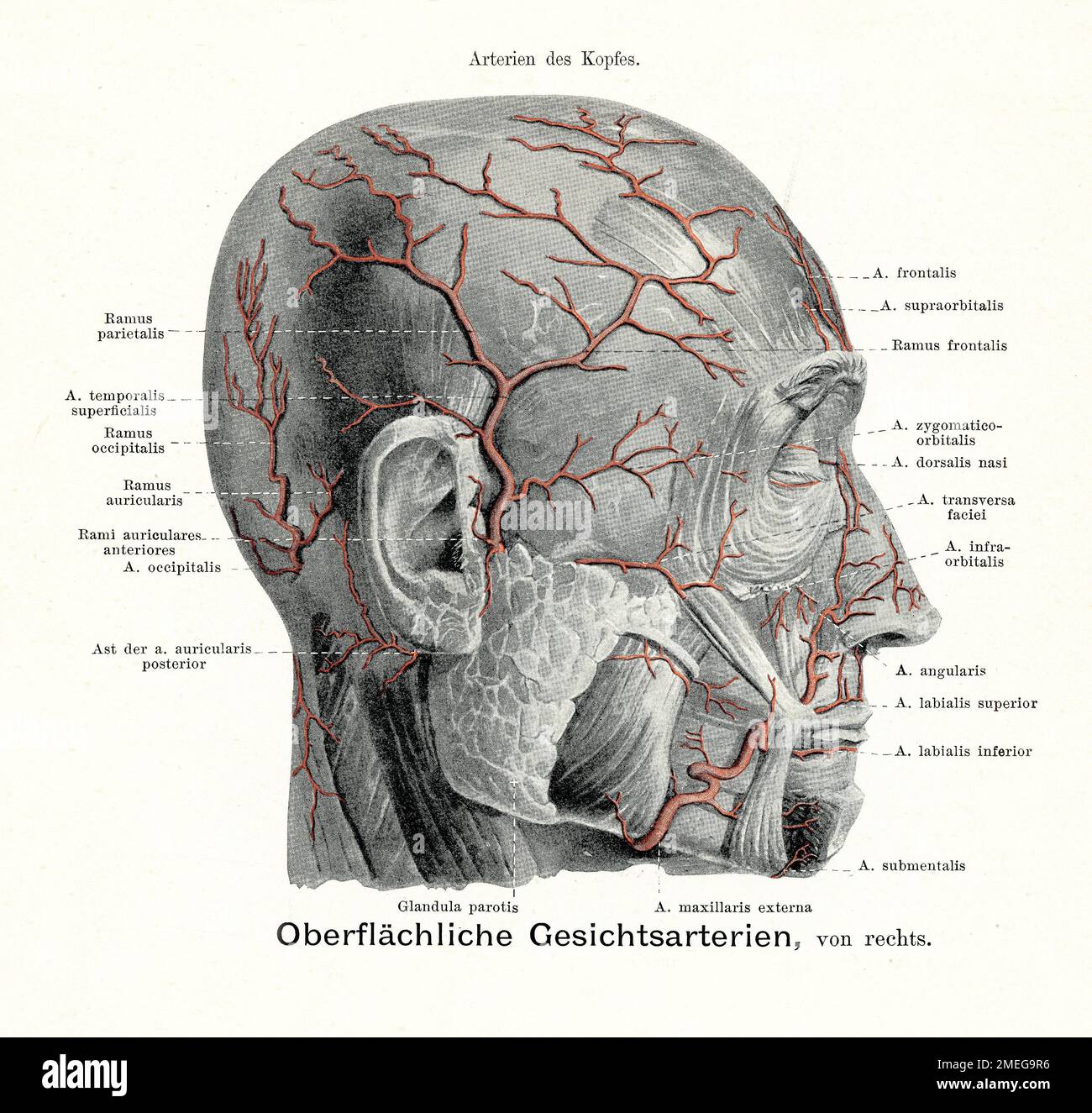Artères superficielles du visage et du cuir chevelu. Illustration ancienne de l'anatomie, avec descriptions anatomiques allemandes Banque D'Images