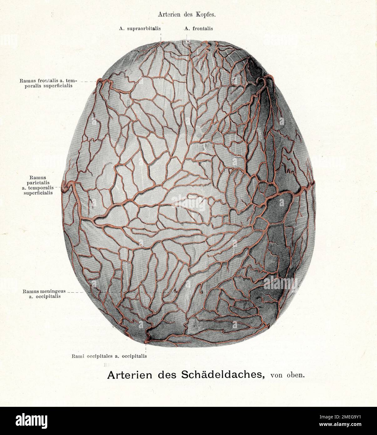 Artère crânienne - Illustration ancienne de l'anatomie, avec des descriptions anatomiques allemandes Banque D'Images