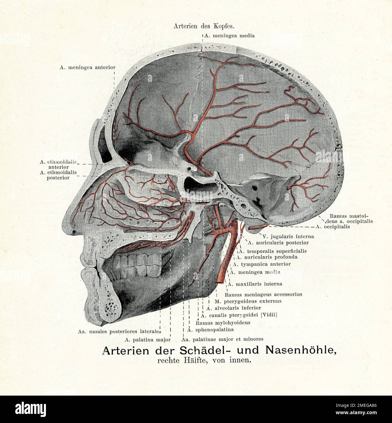 Artères de la tête et de la cavité nasale. Illustration ancienne de l'anatomie, avec descriptions anatomiques allemandes Banque D'Images