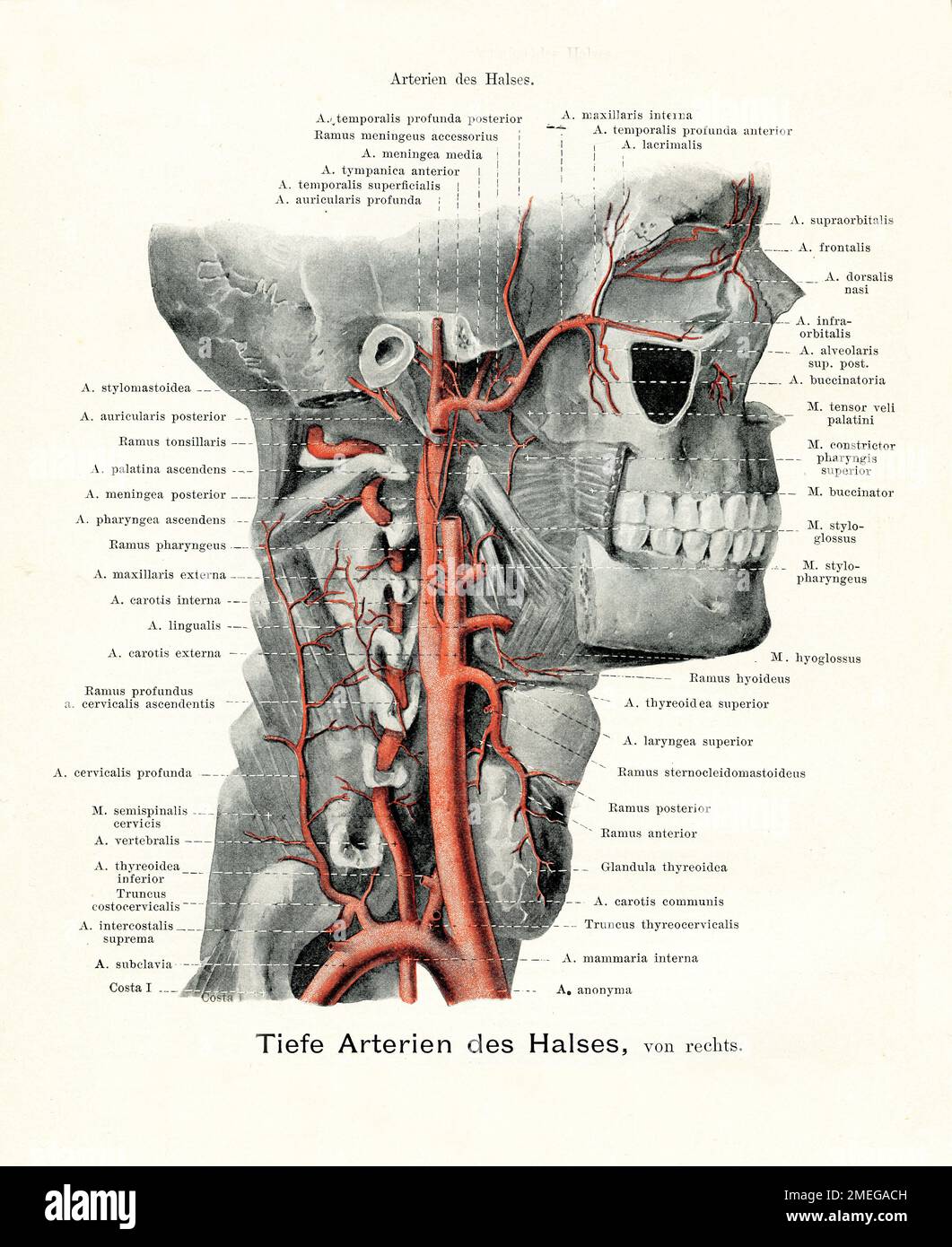 Artères de la gorge - Illustration ancienne de l'anatomie, avec des descriptions anatomiques allemandes Banque D'Images
