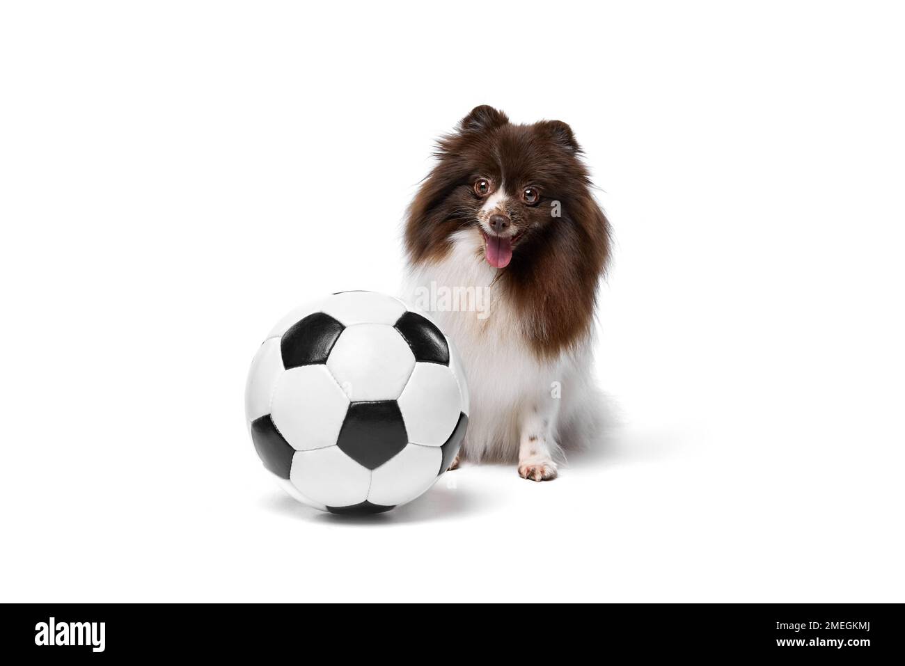 Un chien spitz de Pomeranian assis près du ballon de football isolé sur fond blanc de studio. Concept de fans de sport, santé animale, vétérinaire, action Banque D'Images