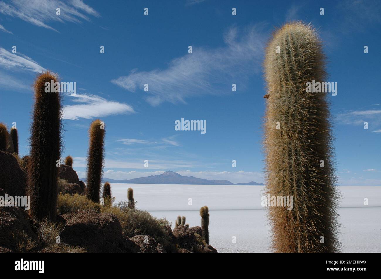 Grand cactus en Bolivie salar de uyuni ciel bleu Banque D'Images