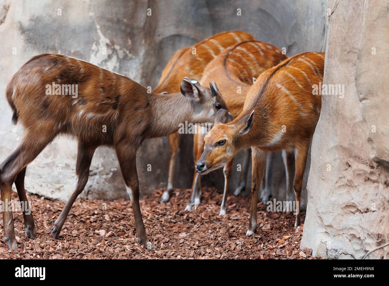 Jeunes ongos de l'est - Tragelaphus eurycerus - une forêt nocturne herviveuse Ungulate avec un manteau rougeâtre-brun et des cornes spiralées. Banque D'Images