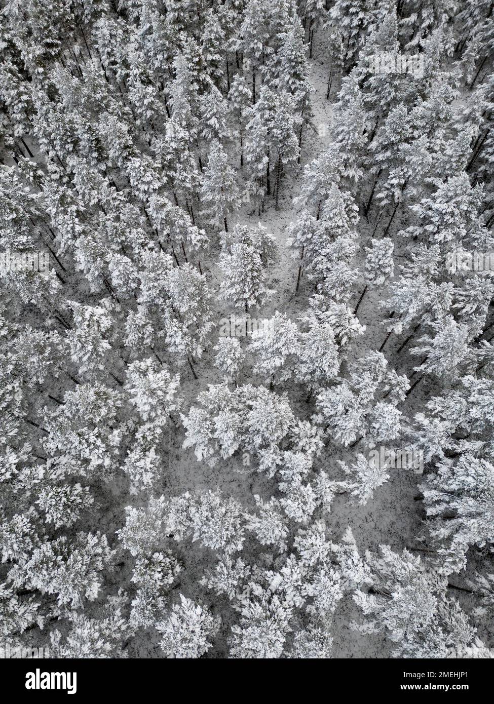 Vue aérienne des arbres enneigés de la forêt de Rothiemurchus dans le parc national de Cairngorms, Scottish Highlands, Écosse, Royaume-Uni Banque D'Images