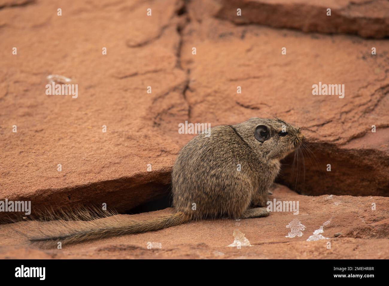 Rat Dassie, rat Procavia ou rat Rocks, Petromus typicus, Petromuridae, désert Namib, Namibie, Afrique Banque D'Images