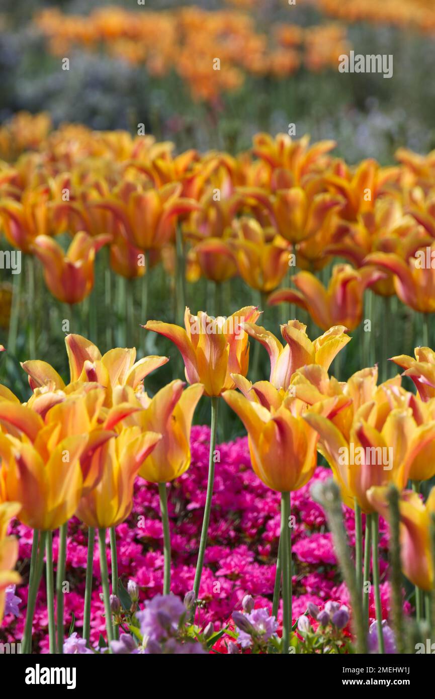 Literie printanière avec tulipes à fleurs d'orange et de nénuphars dans un jardin du Royaume-Uni en mai Banque D'Images