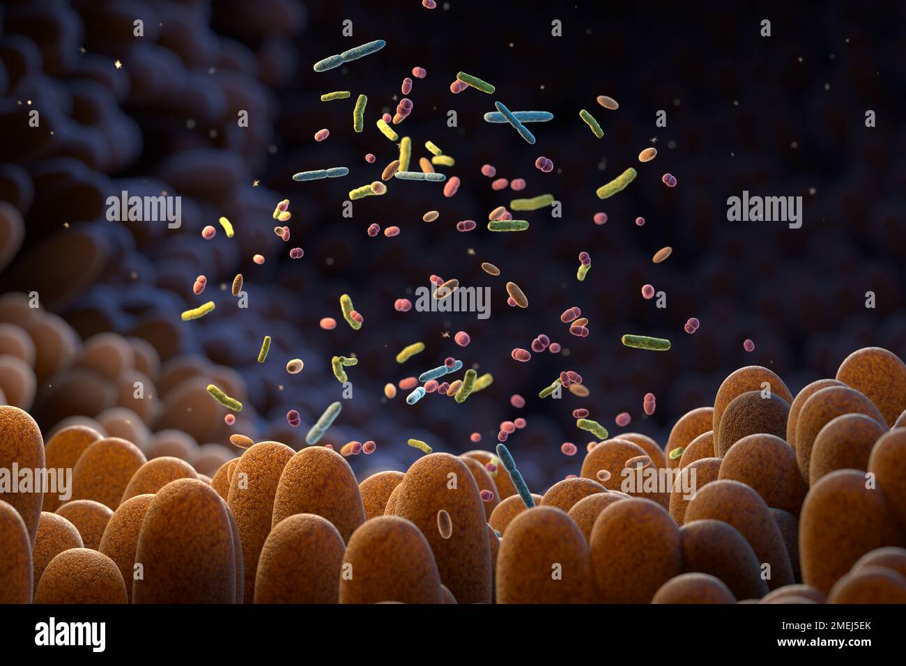 Bactéries intestinales. Microbiome. Le microbiome intestinal aide à contrôler la digestion intestinale et le système immunitaire. Les probiotiques sont des bactéries bénéfiques utilisées pour h Banque D'Images
