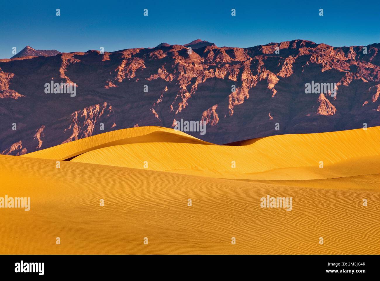 Télévision Mesquite sand dunes, Amargosa Range, sunrise, Death Valley, California, USA Banque D'Images