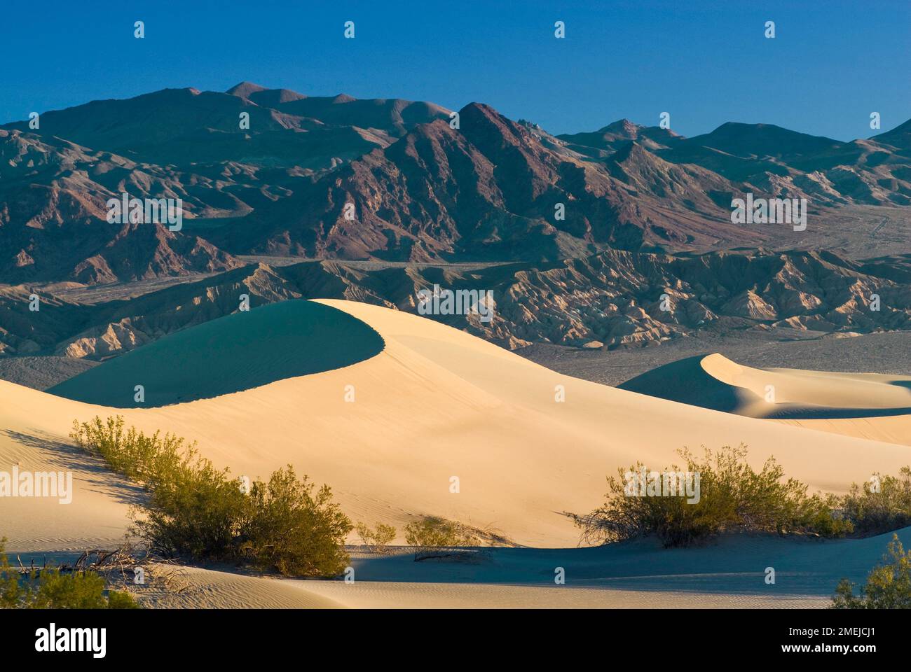 Dunes de sable de Mesquite Flat, brousse créosote, montagnes de la chaîne Amargosa, lever du soleil, Parc national de la Vallée de la mort, Californie, États-Unis Banque D'Images