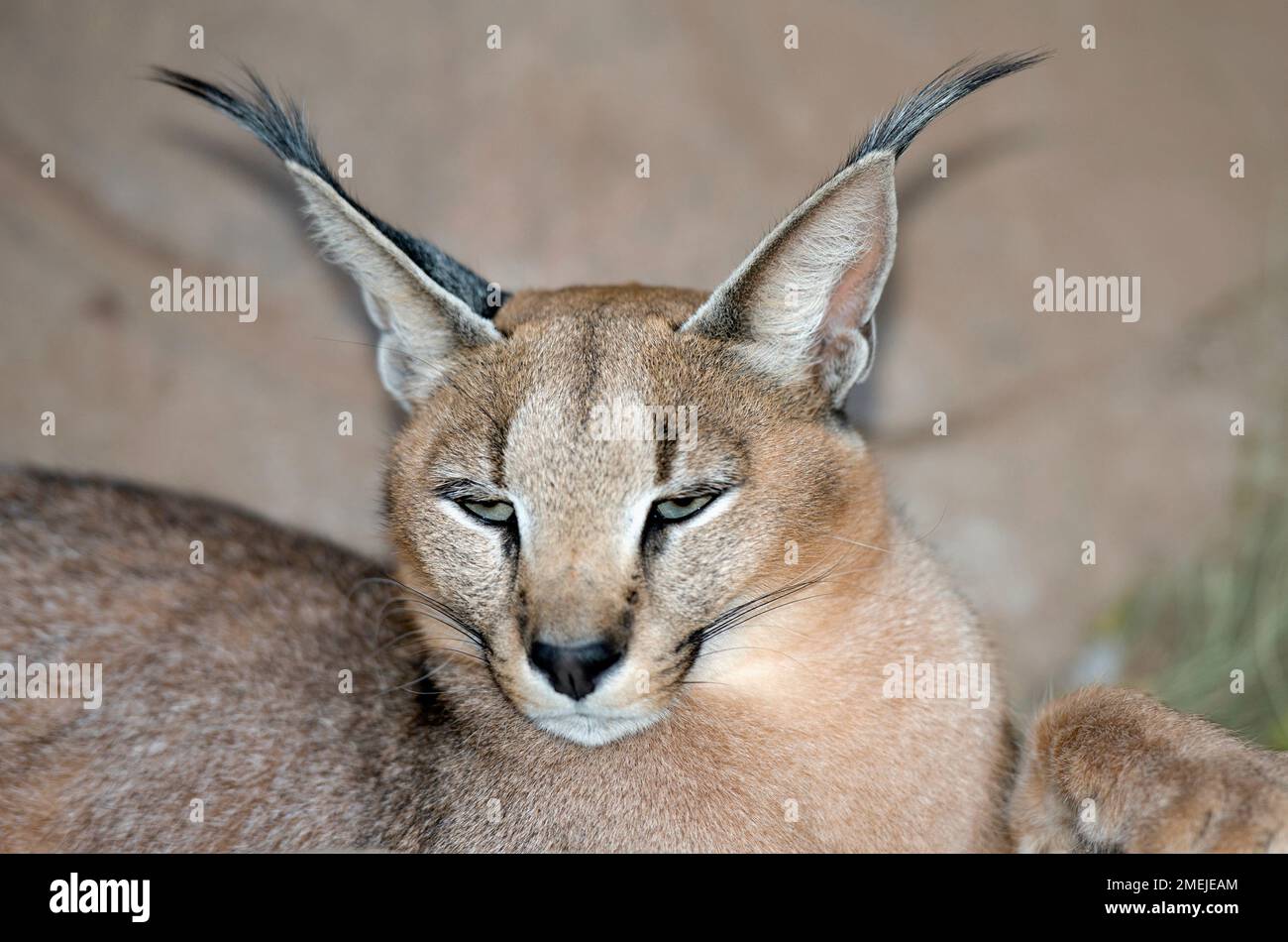 Le caracal (Felis caracal) de la troupe avec les oreilles, Tzaneen Lion et Predator Park, près de Tzaneen Tzaneen, district, province du Limpopo, Afrique du Sud Banque D'Images