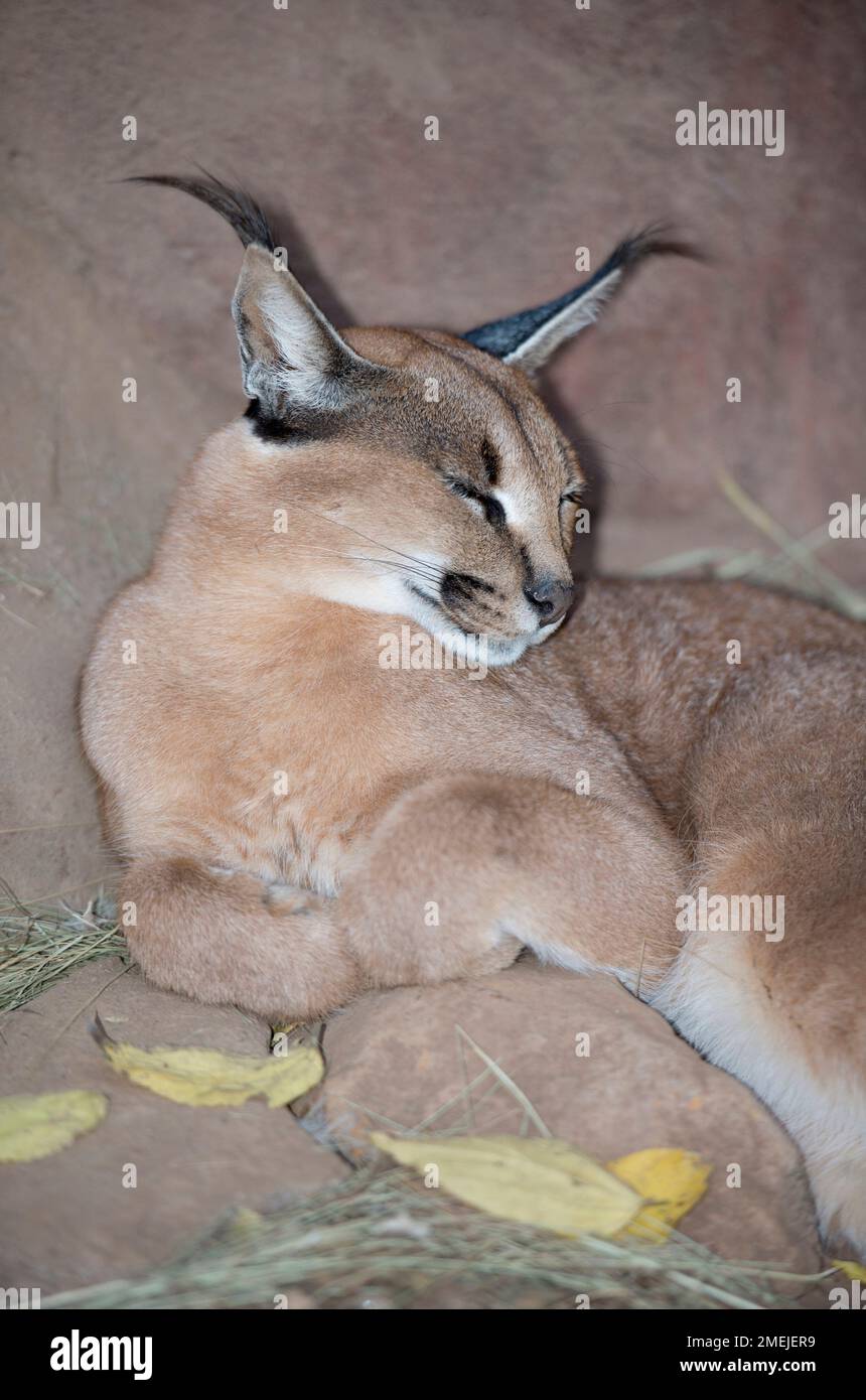 Le caracal (Felis caracal) de la troupe avec les oreilles, Tzaneen Lion et Predator Park, près de Tzaneen Tzaneen, district, province du Limpopo, Afrique du Sud Banque D'Images
