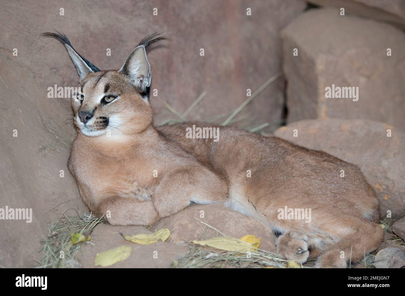 Le caracal (Felis caracal) de la troupe avec les oreilles, Tzaneen Lion et Predator Park, près de Tzaneen Tzaneen, district, province du Limpopo, Afrique du Sud Banque D'Images