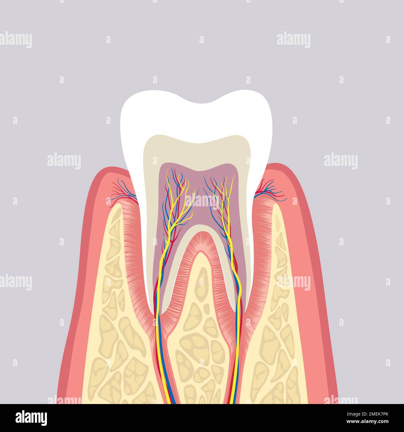 La structure de la dent. Anatomie des dents. Illustration médicale dentaire. Banque D'Images