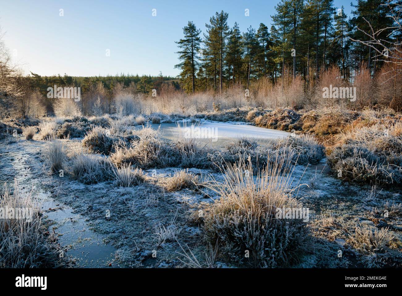 Lever du soleil en hiver à la réserve naturelle de Cleddon, dans la vallée inférieure de Wye. Banque D'Images