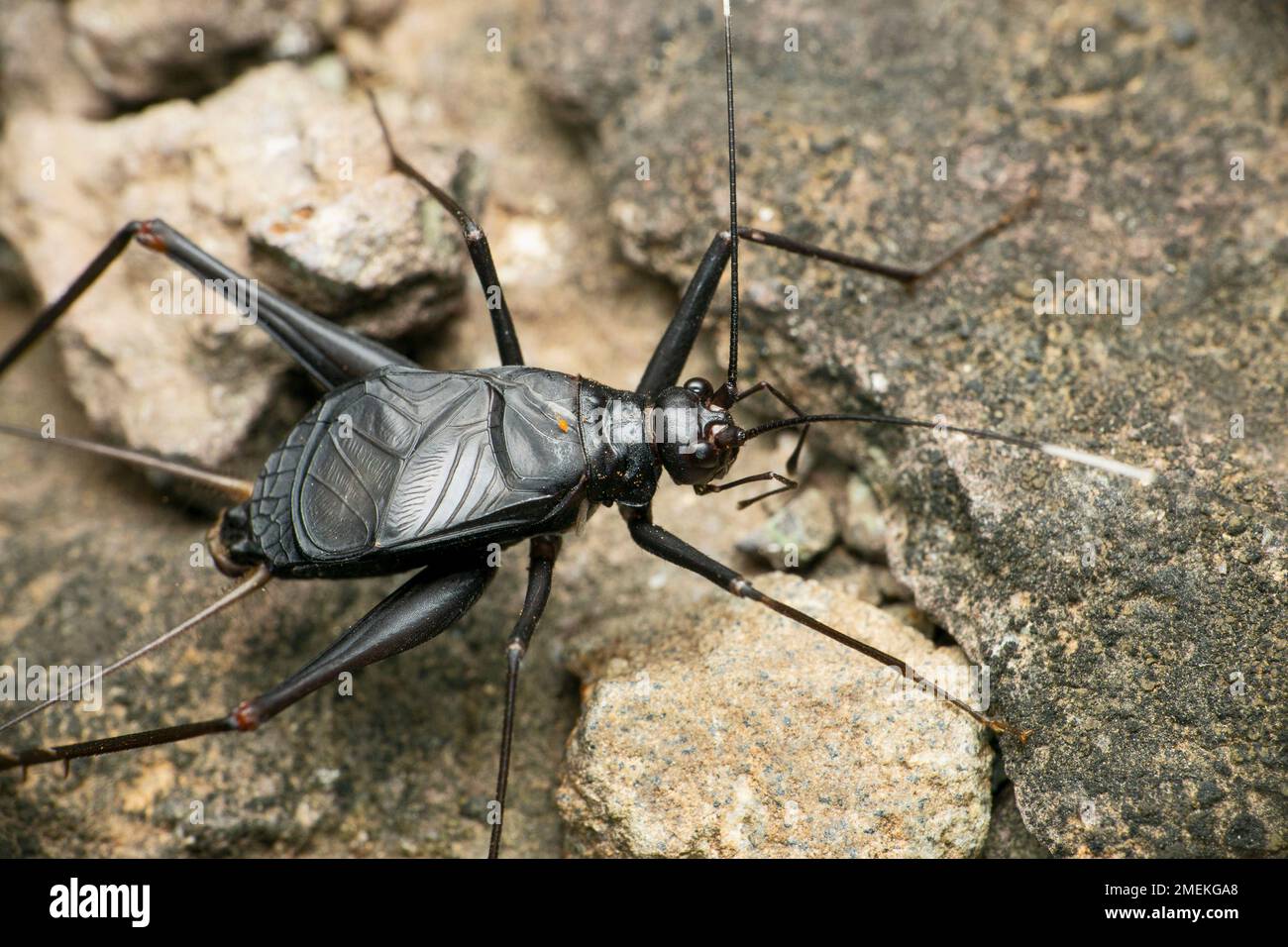 Insecte de cricket de lime noire, Satara, Maharashtra, Inde Banque D'Images