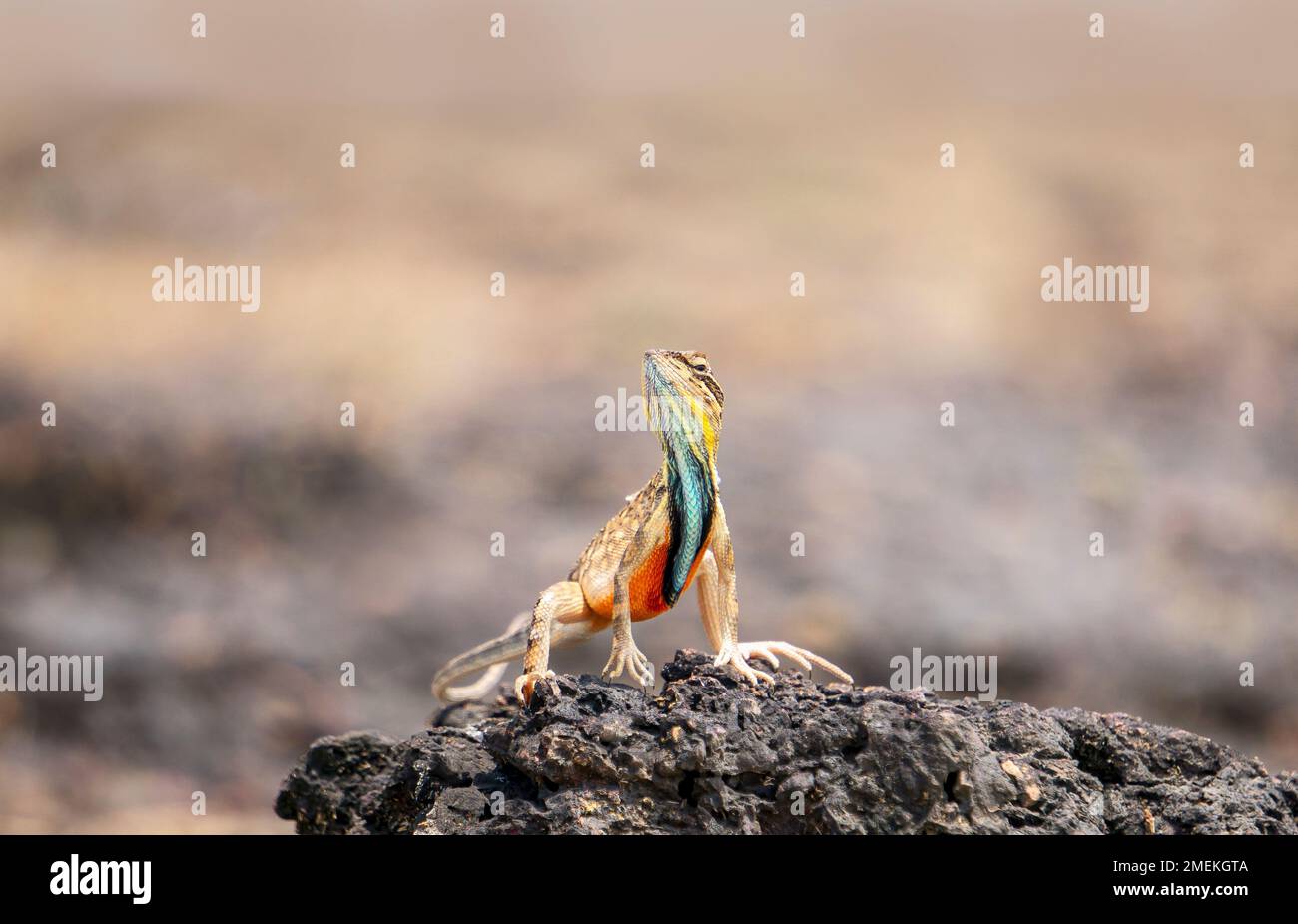 Blue Fan throated Lizard, Sarada superba, Satara, Maharashtra, Inde Banque D'Images