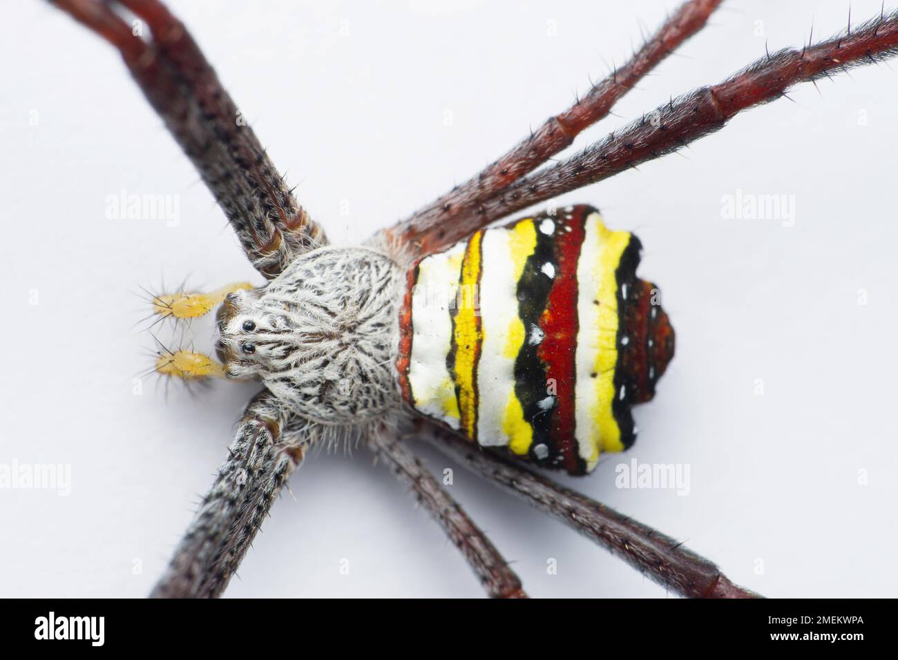 Araignée de signature jaune, Satara, Maharashtra, Inde Banque D'Images