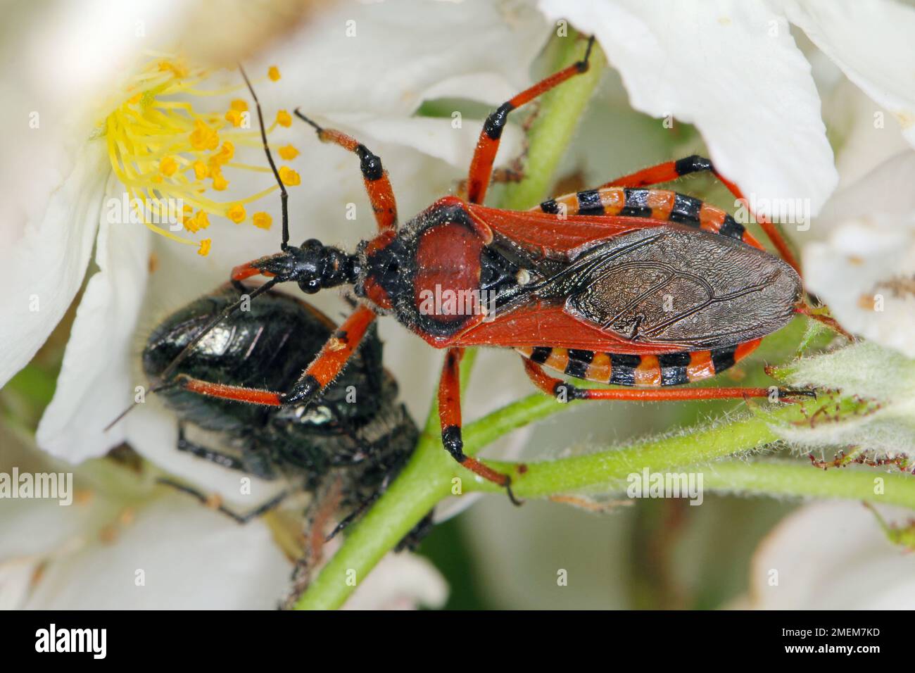 Rhynocoris iracundus avec Chafer Beetle – Phyllopertha horticola. Il s'agit d'une espèce d'assassins et de punaises appartenant à t Banque D'Images