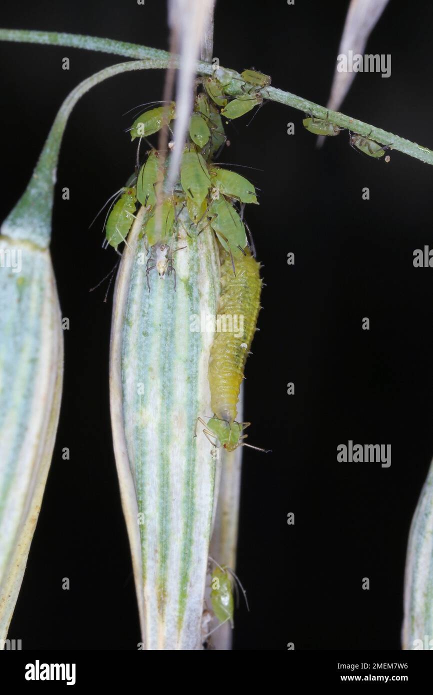 La larve des Hoverflies appelée mouches des fleurs ou syrphides, de la famille des insectes Syrphidés. Chasse à la larve pour les pucerons. Banque D'Images