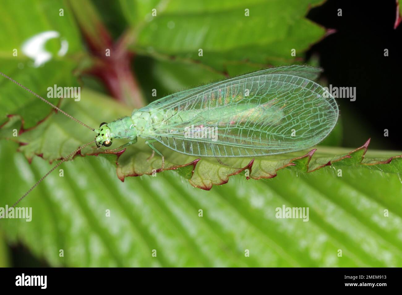 La chasse aux pucerons (Chrysopa perla). C'est un insecte de la famille des Chrysopidae. Les larves sont des prédateurs actifs et se nourrissent des pucerons et Banque D'Images