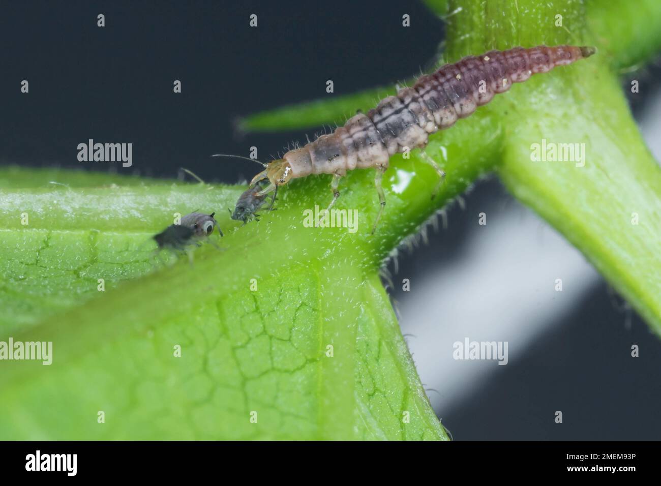 La chasse aux pucerons (Chrysopa perla). C'est un insecte de la famille des Chrysopidae. Les larves sont des prédateurs actifs et se nourrissent des pucerons. Banque D'Images