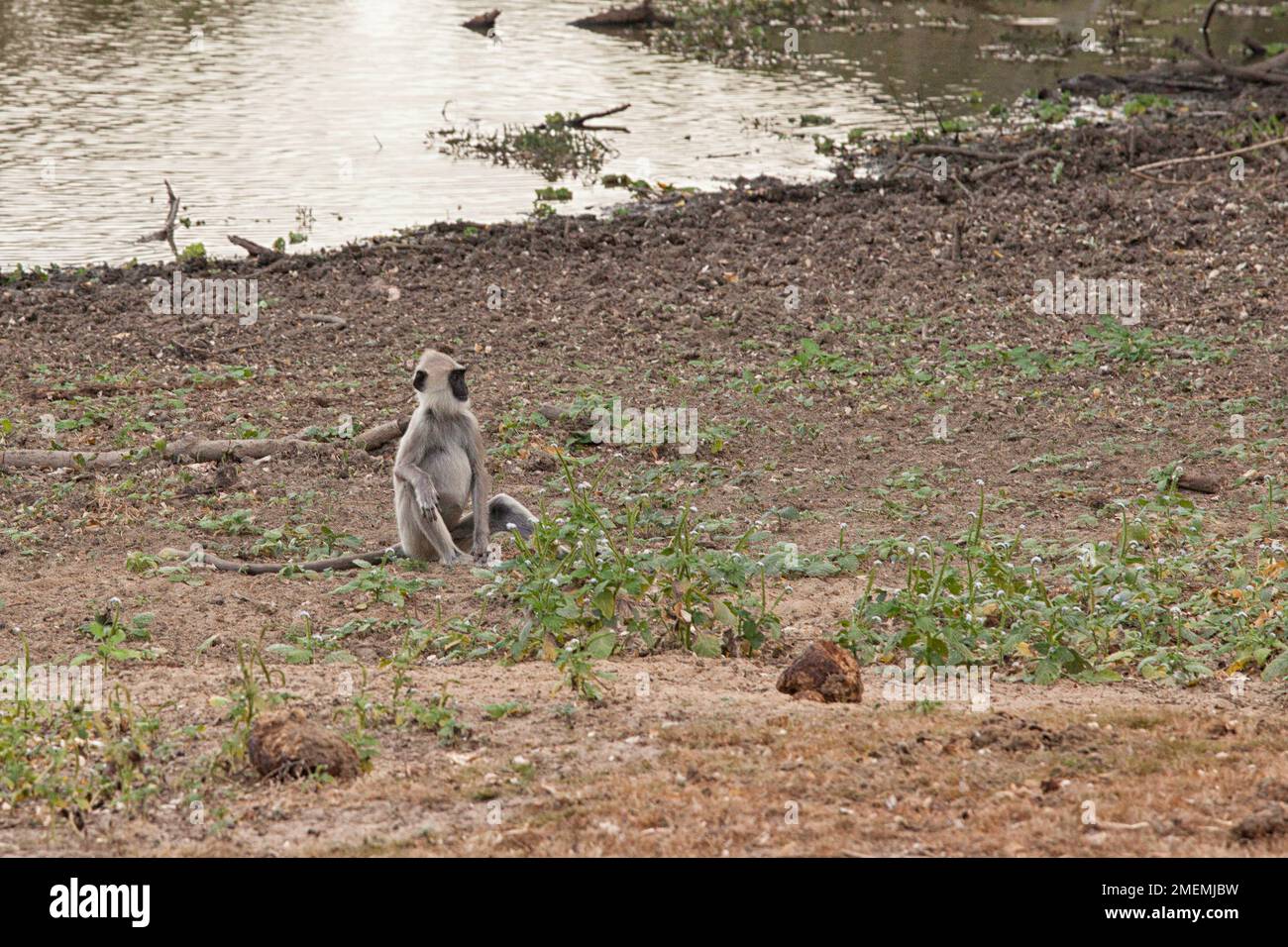 Singe gris Langur assis seul sur le terrain au parc national de Yala, sud du Sri Lanka Banque D'Images