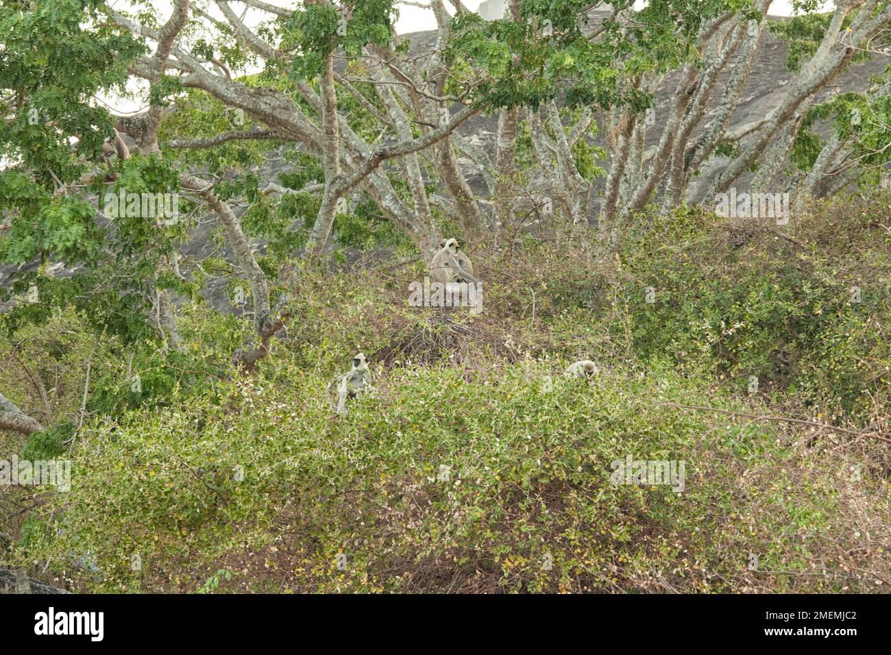 La famille des singes gris Langur est assise dans un arbre au parc national de Yala, dans le sud du Sri Lanka Banque D'Images